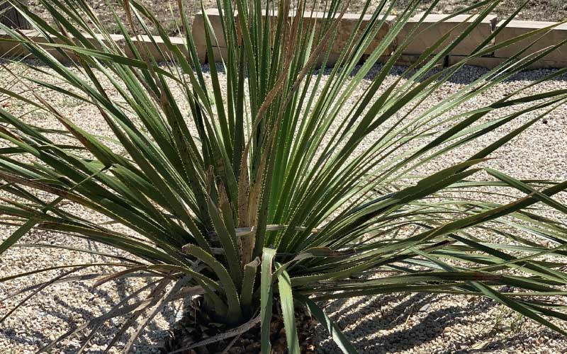 The Sotol plant